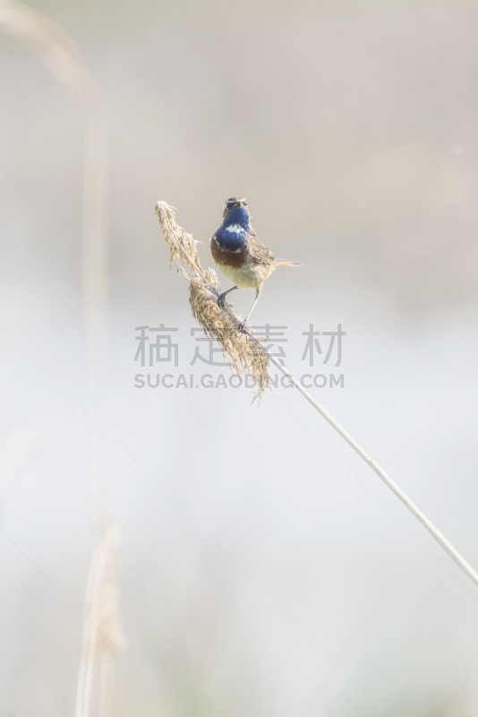 兰喉鸟,茎,蓝点颏,芦苇,垂直画幅,美,褐色,无人,鸟类,野外动物