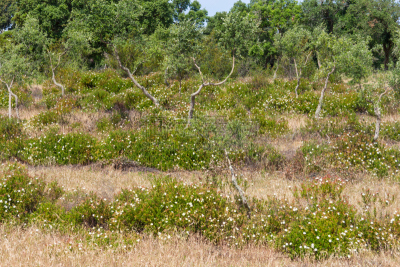 cork tree,小路,森林,山谷,圣地亚哥 ,阿连特茹,水平画幅,地形,山,户外