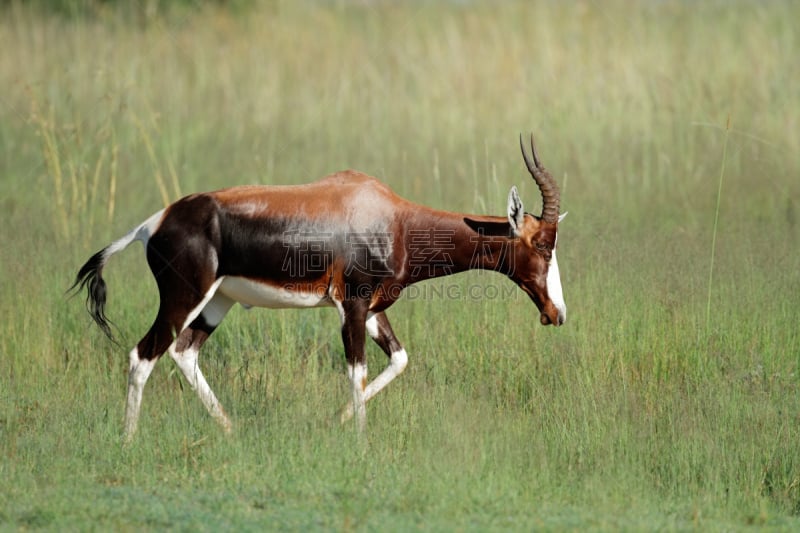 羚羊,南非大羚羊,blesbok,水平画幅,无人,食草动物,野外动物,草,哺乳纲,狩猎动物