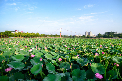 全州市,公园,水,美,水生植物,荷花,水平画幅,无人,早晨,夏天