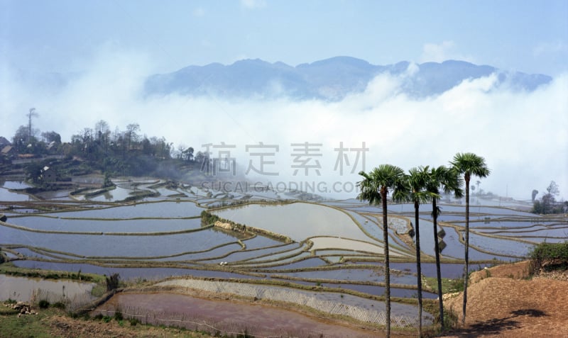 梯田,稻,元阳,云南省,自然,非都市风光,旅游目的地,水平画幅,地形,景观设计