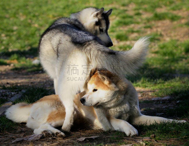 进行中,爱斯基摩犬,日本秋田犬,派克大街,公园,水平画幅,户外,友谊,白色,西伯利亚