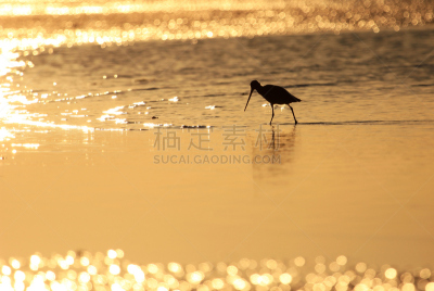 防水长靴,鹬鸟,墨西哥,下加利福尼亚州,水,褐色,朱鹭,水平画幅,沙子,鸟类