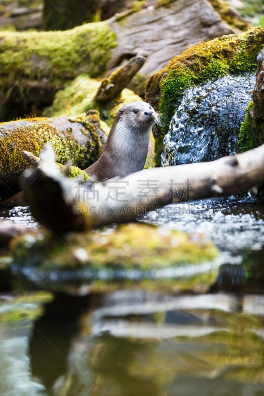 欧亚水獭,欧洲水獭,北美河獭,水獭,欧亚种族,可爱的,湿,濒危物种,野生动物,肖像