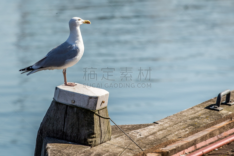 海港,白色,海鸥,木制,柱子,水,水平画幅,无人,鸟类,野外动物