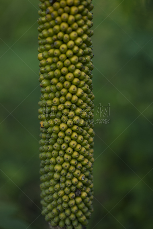 水果,死亡的动物,热带气候,树荫,腐肉,白星海芋植物,色彩鲜艳,马蹄莲,春天,伞