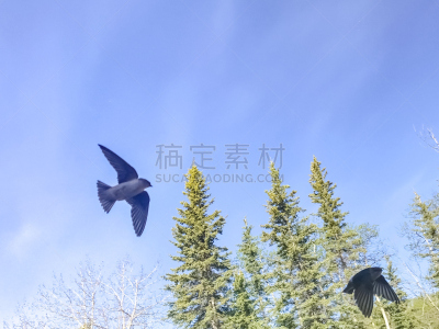 树燕,天空,水平画幅,无人,鸟类,半空中,追人游戏,动物身体部位,野外动物,北美歌雀