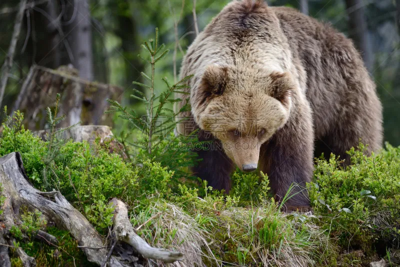 巨大的 棕熊 森林 褐色 水平画幅 夏天 户外 熊 哺乳纲 幼兽图片素材下载 稿定素材