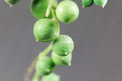叶子,千里光,肉质植物,农业,球,清新,自然界的状态,小的,蓝狗舌草,沙漠