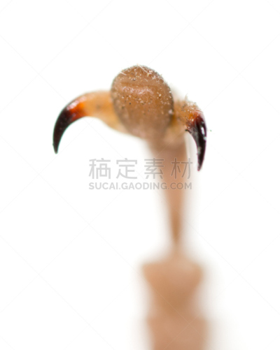 足,白色背景,蚱蜢,白色,哈萨克斯坦,背景分离,垂直画幅,野生动物,风景,风景线拱