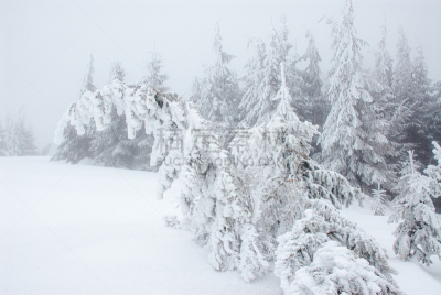 圣诞树,极简构图,在下面,大雪,雾,布劳甘山,哈尔茨山,大风雪,雪山,鬼