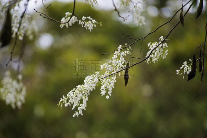 黄檀,自然,水平画幅,无人,夏天,户外,白色,春天,越南,植物