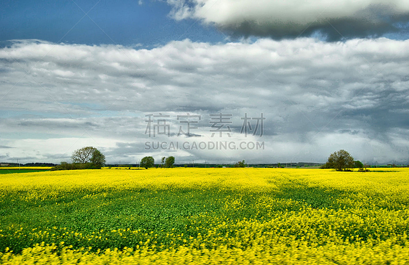 黄色,田地,自然,天空,水平画幅,绿色,无人,夏天,户外,云景