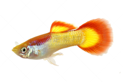 水族馆,鱼类,彩虹,多色的,孔雀鱼,鸡尾酒,剑尾鱼,斑马鱼,鱼缸,热带淡水鱼