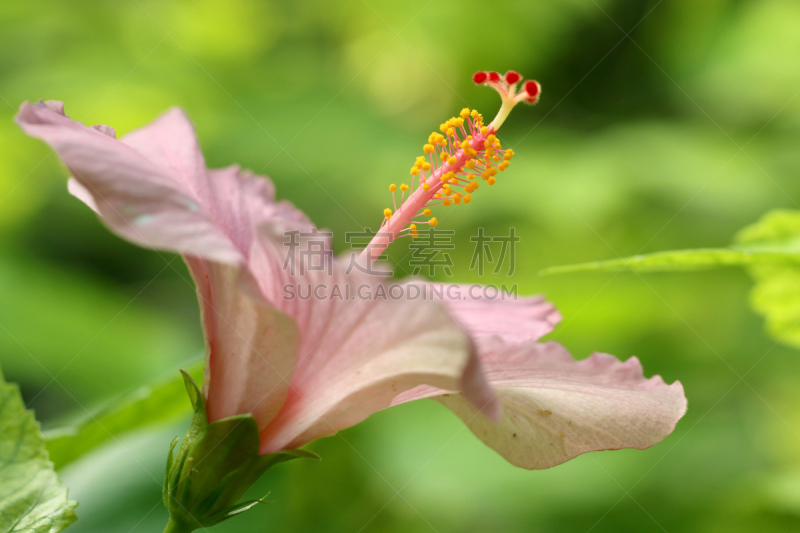 Hibiskusblüte