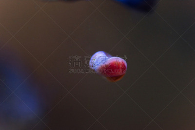 苹果螺,自然,水平画幅,软体动物,鸟类,水下,湿,腹足动物,特写,蜗牛