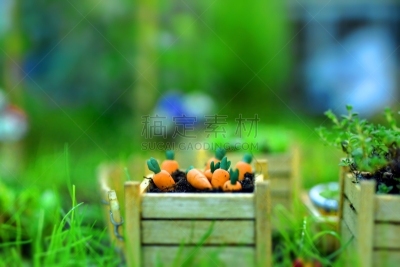 小的,菜园,禅宗,胡萝卜,水平画幅,枝繁叶茂,无人,园艺,泥土,生长