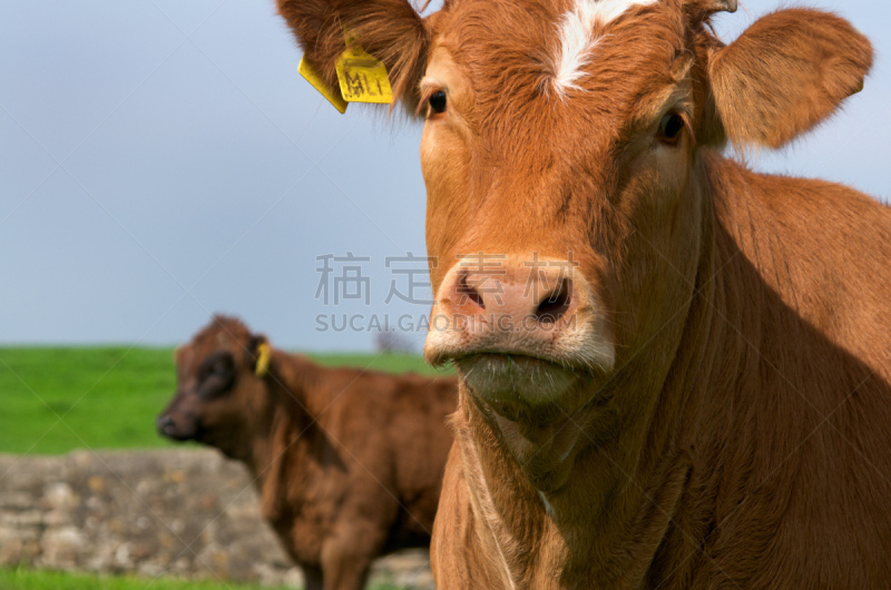 小牛,饮食,水平画幅,无人,母牛,哺乳纲,动物,农场,农业,牲畜