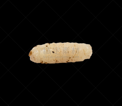 蛆,黑色背景,无人,哈萨克斯坦,粉虫,图像,水平画幅,甲壳动物幼虫,埋葬虫,摄影