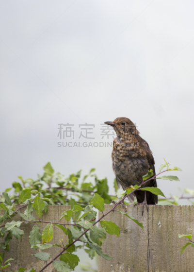 槲鸫,画眉,垂直画幅,天空,动物习性,带刺铁丝网,草,北美歌雀,高处,彩色图片