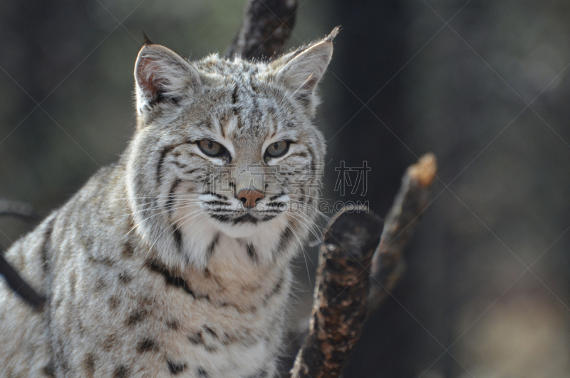 美洲山猫,野外动物,非凡的,可爱的,自然,野生动物,图像,大型猫科动物,加拿大山猫,猫科动物