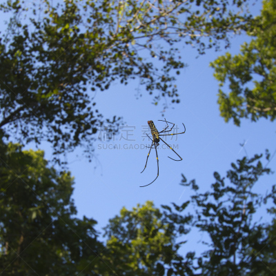 人面蜘蛛,特莱,园蛛科,自然,天空,野生动物,奇旺,无人,蓝色,有毒生物体