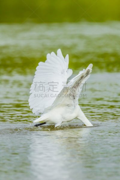 大白鹭,动物头,黑云杉,朱鹭,鹳,垂直画幅,水,颈,优美,鹭科