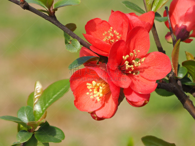温柏,大特写,日本,红色,美,公园,水平画幅,茶花,无人,美人