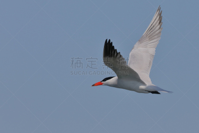 红嘴巨鸥,自然,天空,野生动物,美国,水平画幅,无人,蓝色,鸟类,巨大的