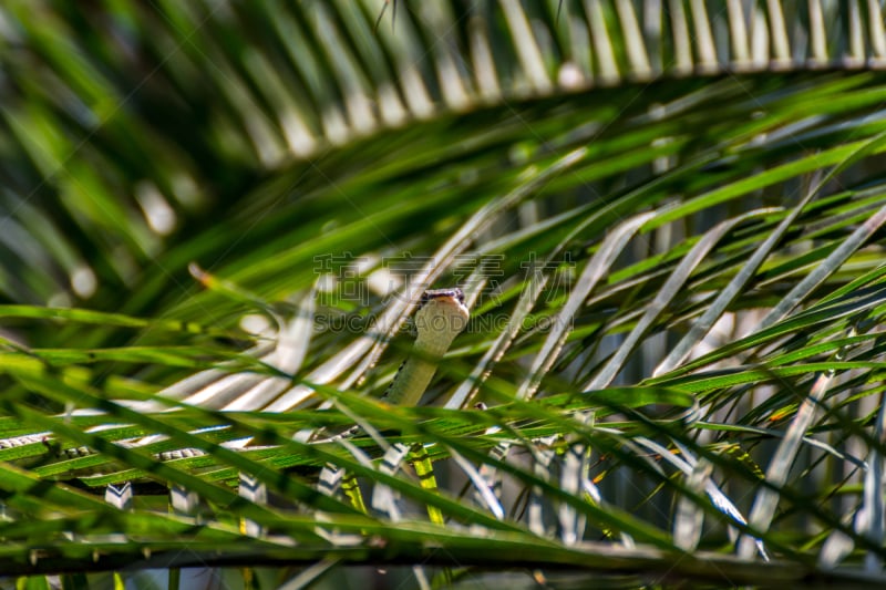 蛇,黄金,绿色,彩色图片,园林,树蛇,paradise tree snake,翠绿林神蛇,绿树蛇,华丽的