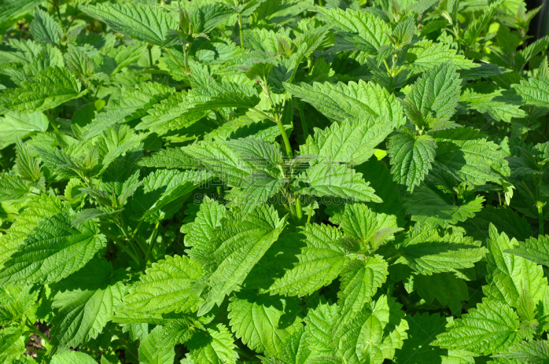 刺荨麻,背景,自然,水平画幅,绿色,健康保健,夏天,野生植物,草,特写