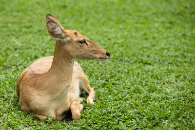 雌性动物,Brow-Antlered Deer,机敏,雄鹿,公园,褐色,水平画幅,动物耳朵,动物身体部位,野外动物