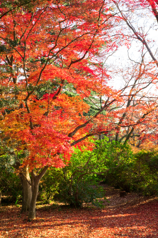 自然,秋天,枫叶,日本,黄色,红色,垂直画幅,风景,橙色,图像