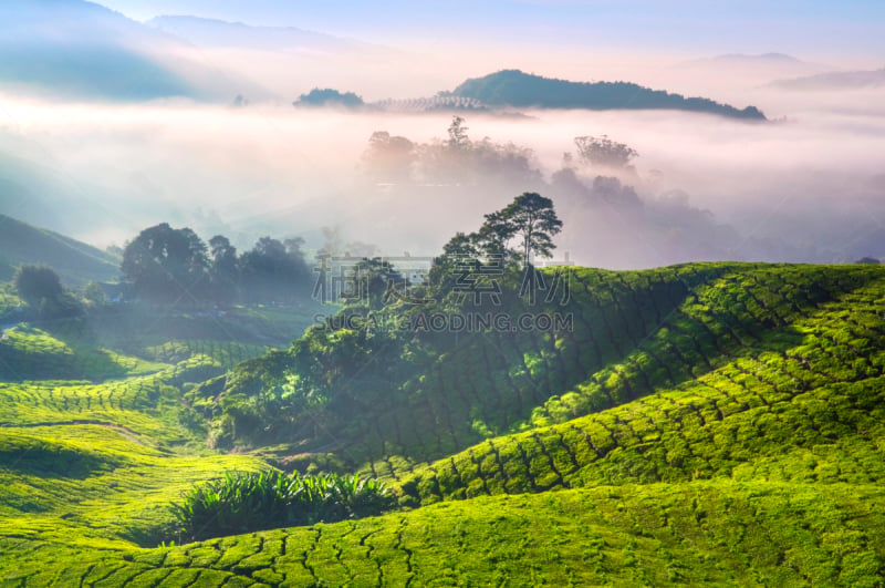 茶树,金马仑高原,茶树油,彭亨州,种植园,茶叶,天空,早晨,马来西亚,烟