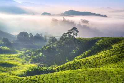 茶树,金马仑高原,茶树油,彭亨州,种植园,茶叶,天空,早晨,马来西亚,烟