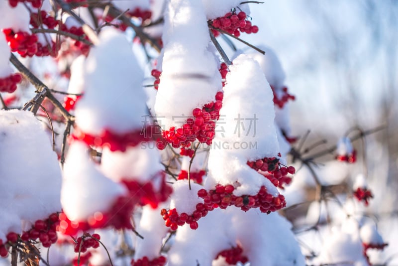 葡萄,荚莲属,红松,寒冷,清新,食品,霜,雪,浆果,熟的