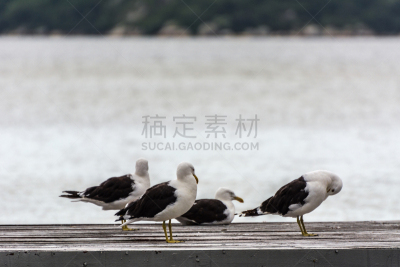 泻湖,码头,前面,动物群,野生动物,弗路里厄诺普利斯,西方海鸥,动物,鸟类,湖