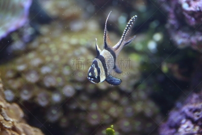日本,自然,在下面,水,水平画幅,无人,海洋,冲绳县,亚洲,鱼类