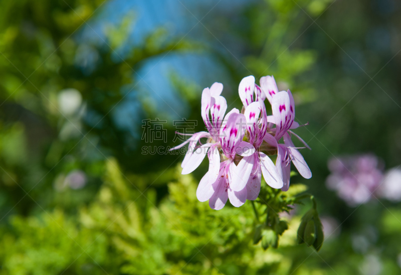 Geraniaceae Pelargonium