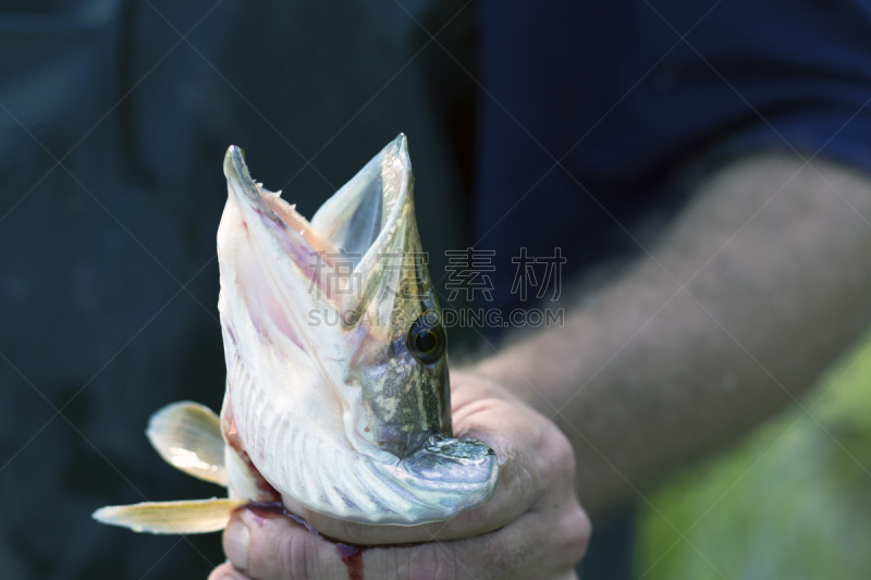 黑斑狗鱼,水,休闲活动,水平画幅,简易钓鱼,巨大的,捕捞鱼,夏天,户外,湖