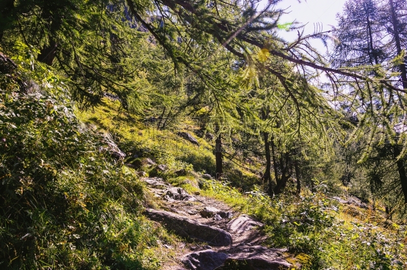 森林,莫堤玫瑰山,徒步旅行,格雷索,山谷市,小路,运动,瑞士阿尔卑斯山,奥斯塔山谷,松树