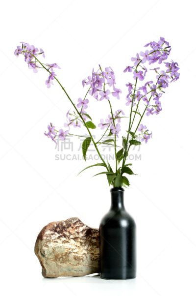 夜晚,紫罗兰,丁香花,枝,白色背景,花瓶,花朵,黑色,春季系列,秧苗