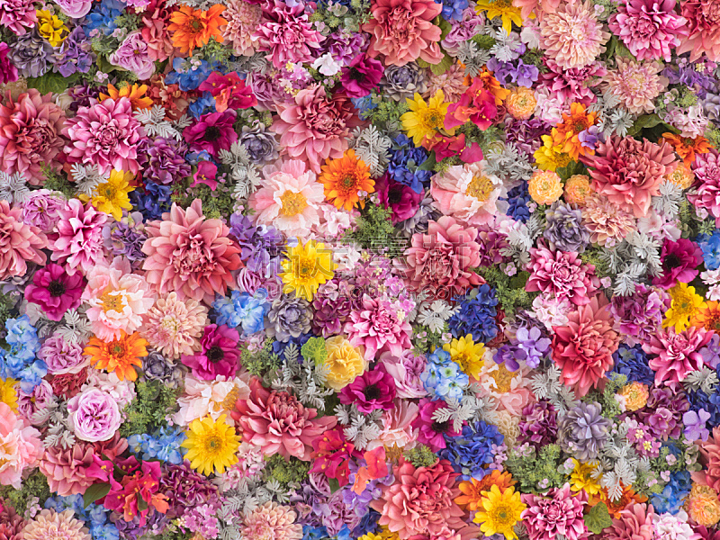 仅一朵花,围墙,背景,停车楼,花头,情人节卡,花朵,多色的,花束,粉色