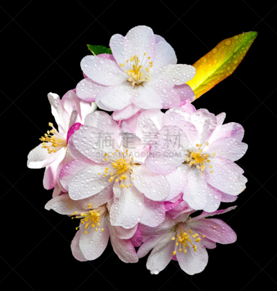 皱皮木瓜,海棠,秋海棠,中国,花朵,苹果花,垂直画幅,无人,春天,2015年