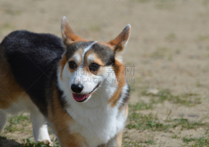 狗,威尔士柯基犬,特写,可爱的,宠物,纯种犬,彭布罗克郡,图像,美国,小的