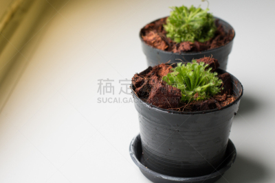茅膏菜,实验室,cape 毛毯苔,纽扣蕨,肉食植物,丰满,异国宠物,陷阱,热带植物图案,科学实验