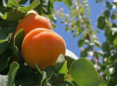 桃,自然,水平画幅,水果,无人,夏天,熟的,农作物,黄色,白桃