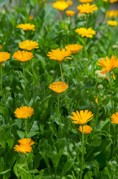 植物,地中海,corn marigold,万寿菊,芳香的,雏菊族,鹭管鱼,锅,橙子,个性