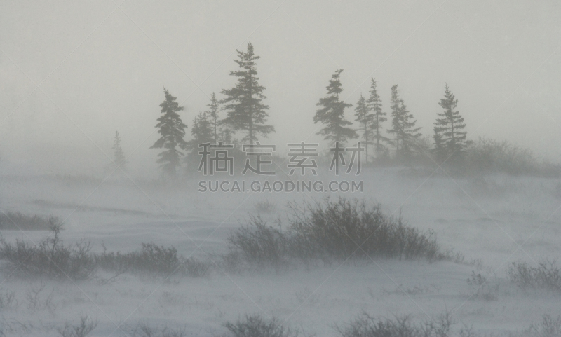 冻原,加拿大,北极熊,风,暴风雨,国家公园,水平画幅,雪,无人,动物习性