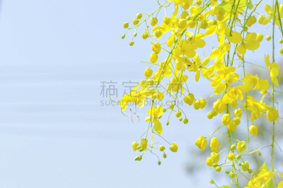 管道,金色,甜点心,窦,非洲辣木油,云实亚科,鼓槌,自然,天空,水平画幅